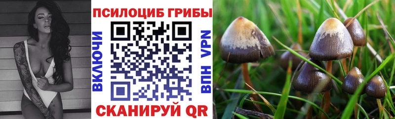 Купить где  Дальнегорск  Псилоцибиновые грибы прущие грибы 